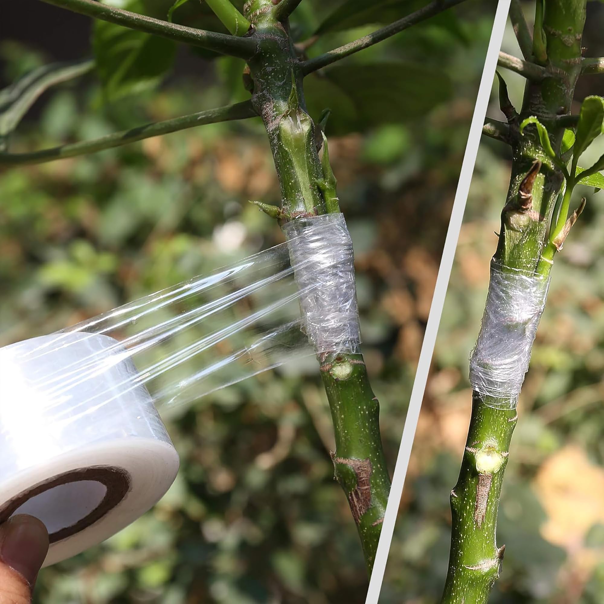 Nastro Adesivo Biodegradabile  - Gardening Tools Uses recensione e prezzo